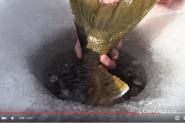Jakého giganta je možné ulovit na dírkách? Nebudete věřit!