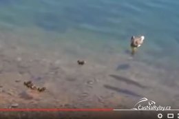 VIDEO: Reálné útoky štik na kachňata