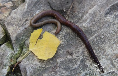 Univerzální rousnice: nástraha, která umí překvapit